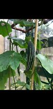Bangladeshi, Indian Snake Gourd, Chichinda Chichinga Seeds - 1st Class Ship