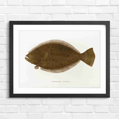 Olive flounder marine fish - olive,