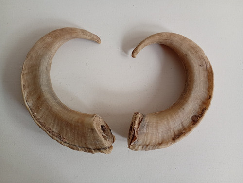 Horns for taxidermy - for,