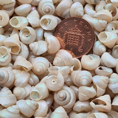 Natural beach shells seashells - natural,