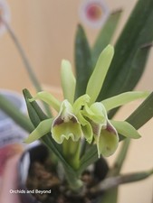 In Bloom! Cattleya Luteola X Sib Orchid Plant