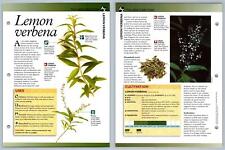Lemon Verbena - Directory - Secret World Of Herbs Fact File Card
