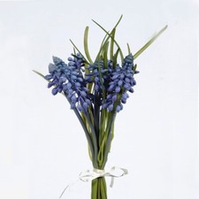 Muscari or Grape Hyacinth