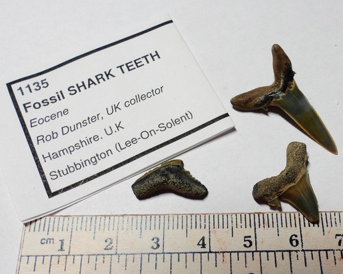 Fossil shark teeth from - teeth, uk