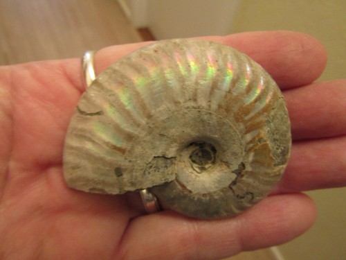 Iridescent cleoniceras - iridescent,