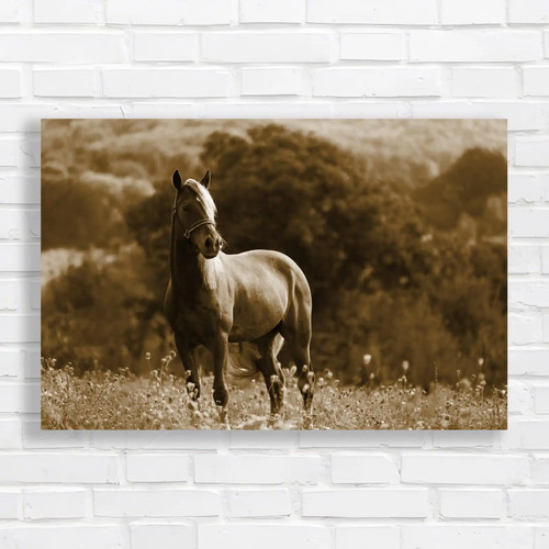 Horse animal discover - horse,
