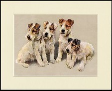 WIRE FOX TERRIER GROUP OF DOGS