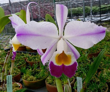 Cattleya wallisii var