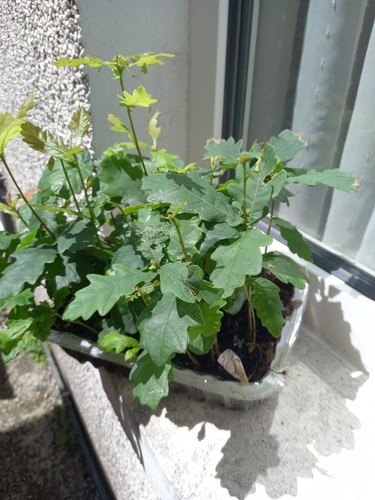 Bare root young - bare,