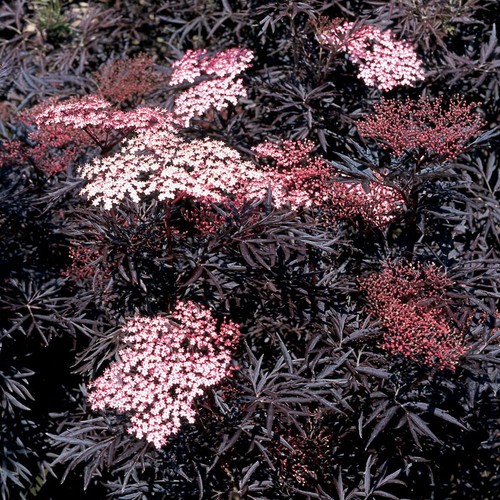 Sambucus black lace - sambucus, rhs