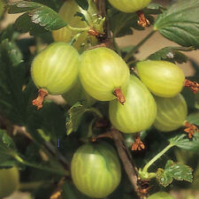 1 Yellow Gooseberry Plant /