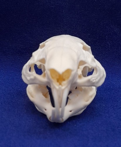 Genuine animal skull - genuine,