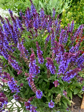 100 Seeds May Night Purple