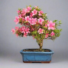 Azalea (Rhododendron) Bonsai