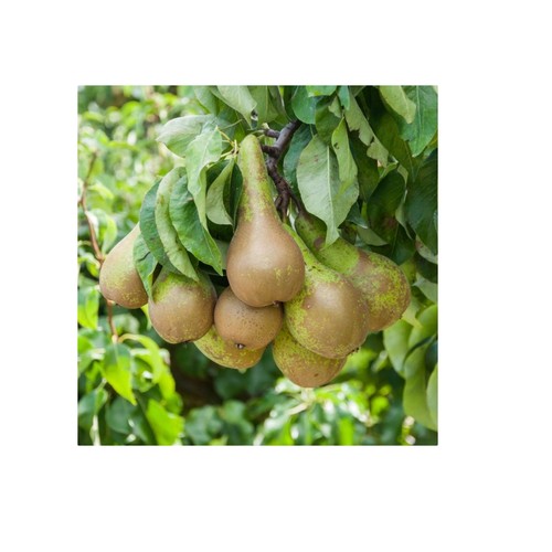 Mini conference pear tree - mini,