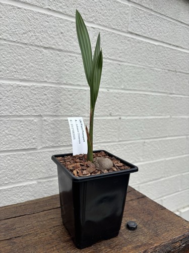 Jubaea chilensis 9cm - chilensis, pot