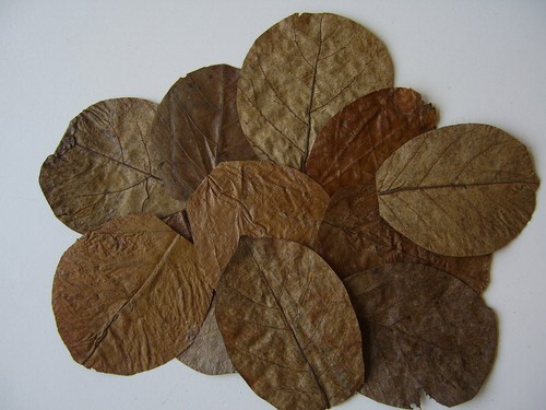 Indian almond leaves catappa - almond, (