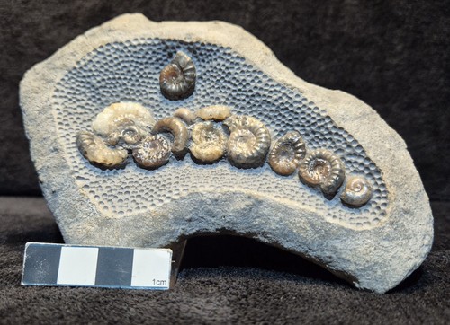 Small deathbed ammonites - deathbed,