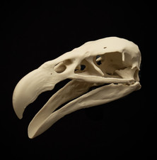 Condor Skull Replica 16cm