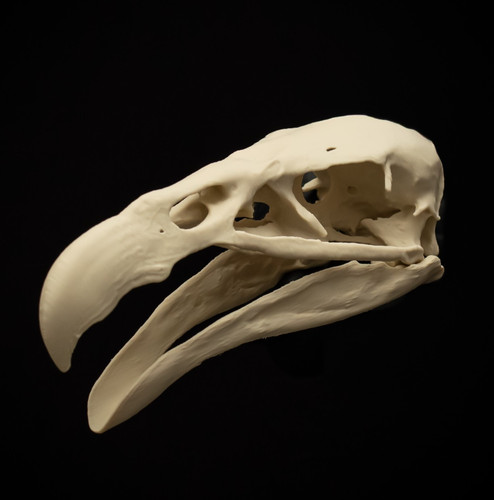 Condor skull replica - skull,