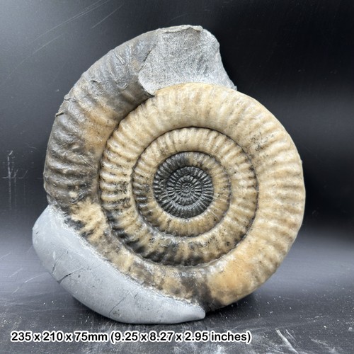 Rare metophioceras - rare, 9"