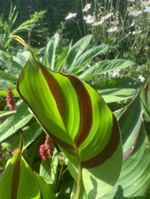 Canna Cleopatra Superb Plants