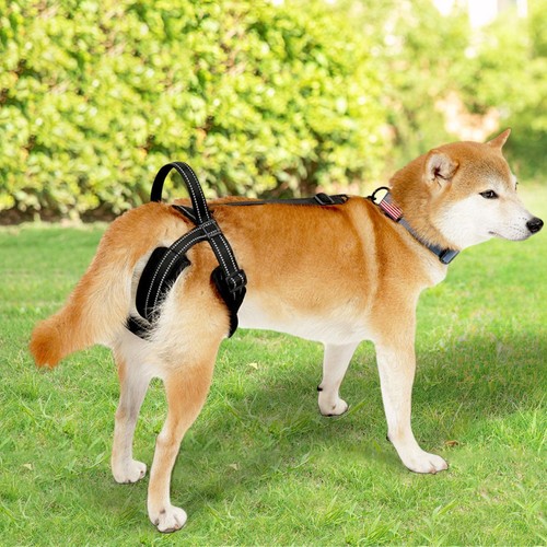 Dog lift support - lift,