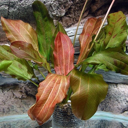 Amazon sword tropical - sword,