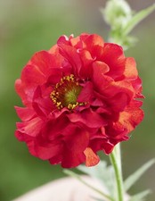Geum ‘Firestarter' - 1 x 1
