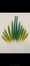 Ring Necked Parakeet Tail