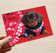 Dachshund Christmas Cards &