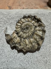Ammonite Oistoceras Fossil