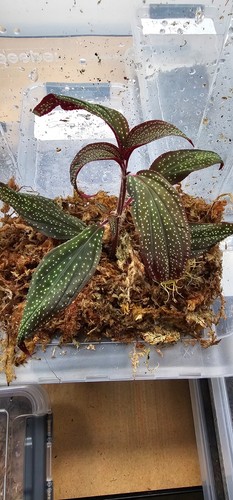 Sonerila maculata tropical - maculata,