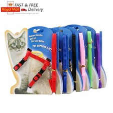 Cats ferrets pets - cats,