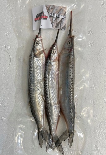 Halfbeaks fish packets - 10,