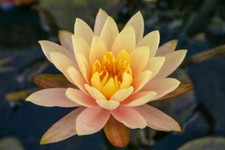 WATER LILY CHRYSANTHIA  COPPER/PEACH HARDY SMALL LILY  garden pond