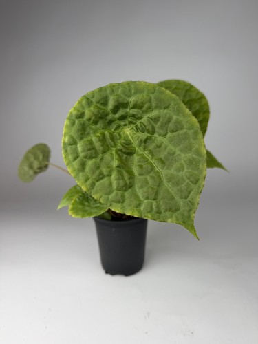 Begonia natunaensis houseplant - begonia,