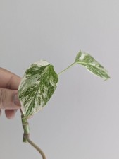 Monstera Deliciosa Albo Highly