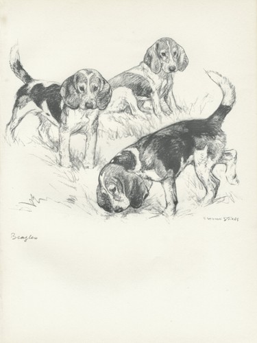 Beagle hound dogs vintage - dogs, 1938