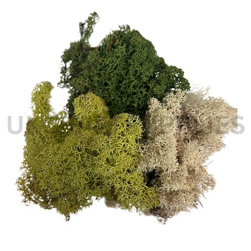 30g dried reindeer - dried, /