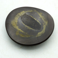 Fish Fossil Coprolite Poo