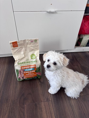 Harringtons super food puppy - super,