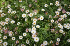 Praktica B100 Electronic +