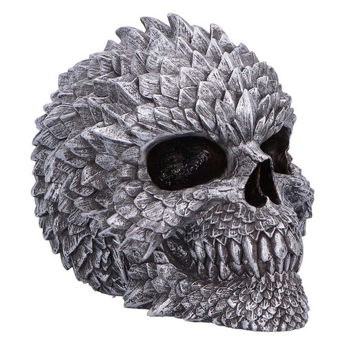 New skull scaled - skull, remains