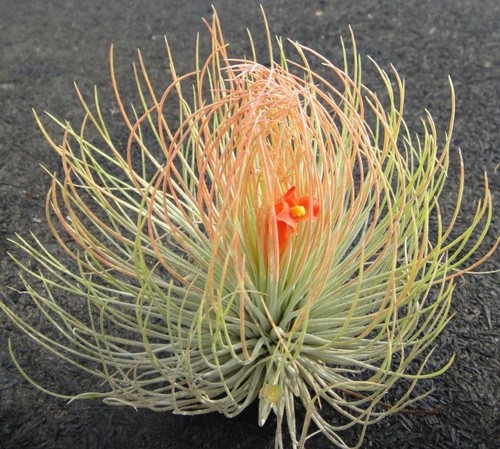 Rare tillandsia andreana - rare,