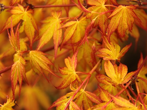 Acer palmatum ueno - acer,