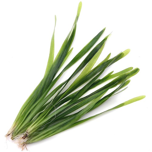 K2aqua vallisneria - k2aqua, 5