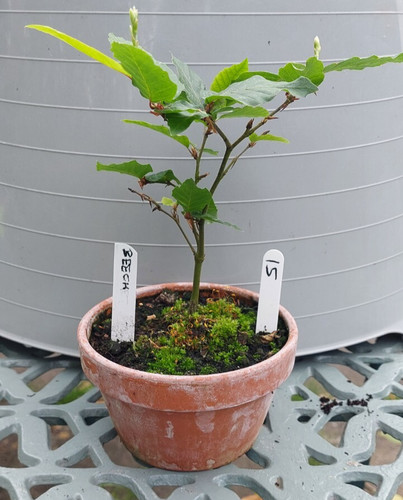 Starter bonsai collection - bonsai,