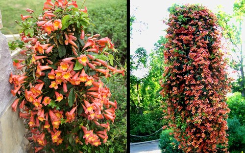 Bignonia tangerine beauty - bignonia, beauty"