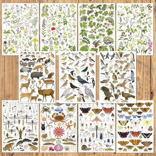 British nature - british,